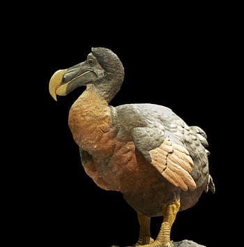 The dodo bird HD wallpapers | Pxfuel