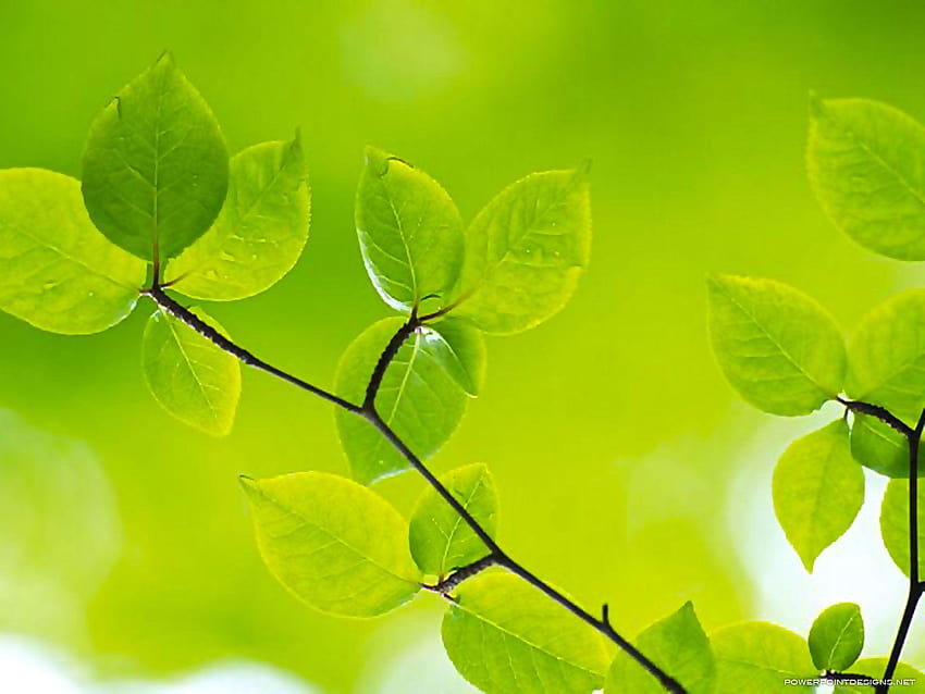 Green Leaves Powerpoint Backgrounds – Powerpoint Designs, green background  for ppt HD wallpaper | Pxfuel