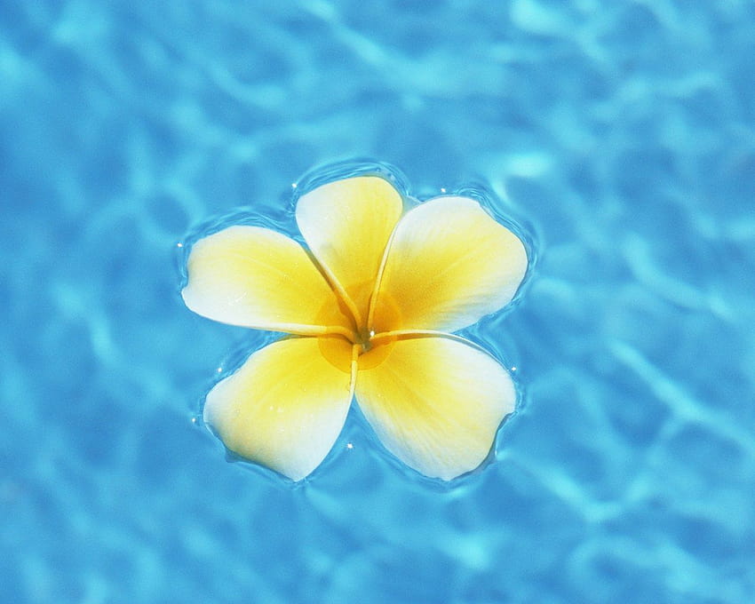 Hawaii Flowers, flowers at the ocean HD wallpaper | Pxfuel