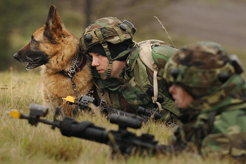 Military Police iPhone, military dog HD wallpaper