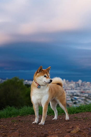 Akita Inu Dog 1536 x 864 HDTV Wallpaper