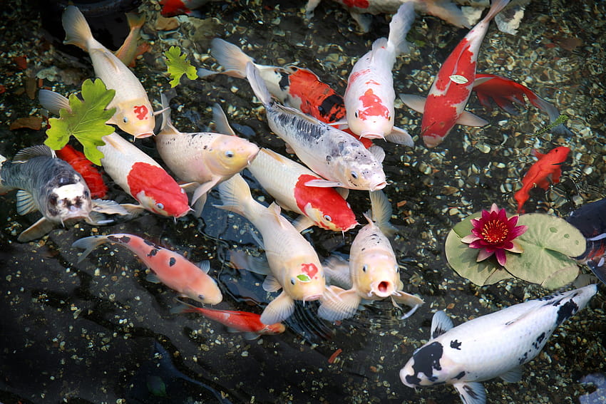 Cá chép là loài cá được yêu thích và được nuôi nhiều nhất tại Việt Nam. Với những bộ lông xanh đỏ, chúng mang lại sự may mắn và thành công cho người nuôi. Nếu bạn đam mê nuôi cá, hãy thử nuôi các chú cá chép độc đáo với hình dáng và màu sắc đa dạng.