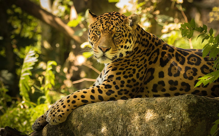 Jaguar Hayvanı HD duvar kağıdı