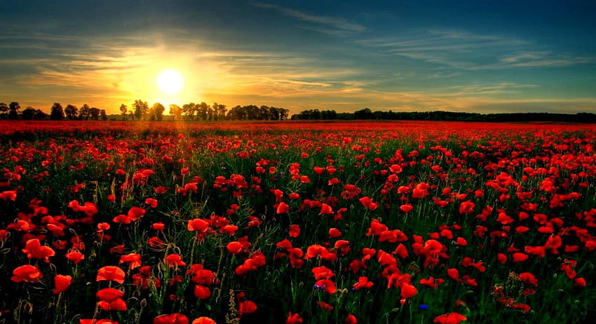 Poppies Red Flowers Field Nature, poppies flowers HD wallpaper