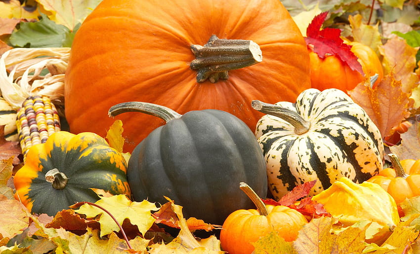 5 Fall Backgrounds With Pumpkins, autumn harvest pumpkin HD wallpaper