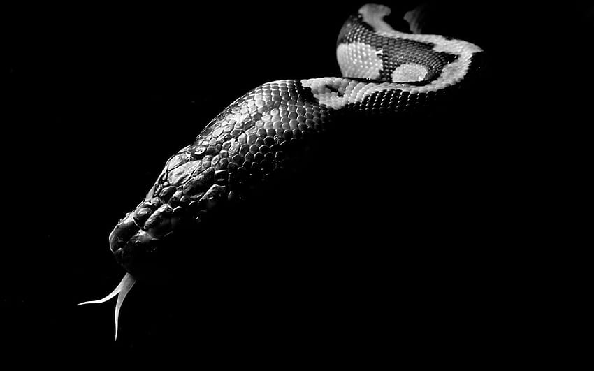 Snake Snake, viper snake HD wallpaper | Pxfuel