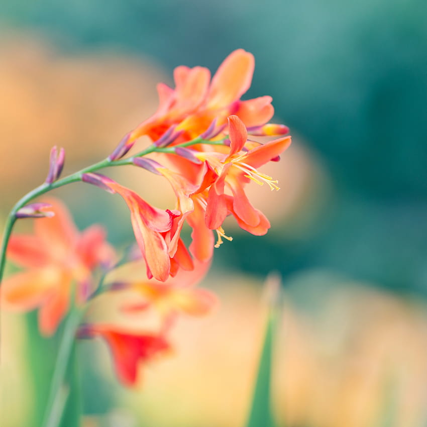 Spring orange flower on blurred backgrounds, orange spring flowers HD phone wallpaper