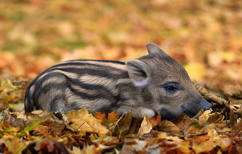 autumn, look, face, leaves, pose, background, glade, foliage, baby, pig, lies, boar, striped, cub, pig, handsome , section животные, cute baby pigs HD wallpaper