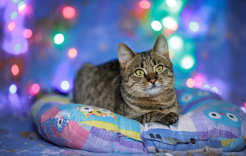 christmas lights cat wallpaper