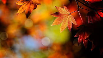 Mùa Thu là mùa của sự thanh tịnh, của sắc cam, sưa vàng rực rỡ. Hãy đắm mình vào những hình ảnh đẹp và ngọt ngào của mùa thu để tìm lại trong tâm hồn mình sự bình yên và tinh tấn của thiên nhiên.