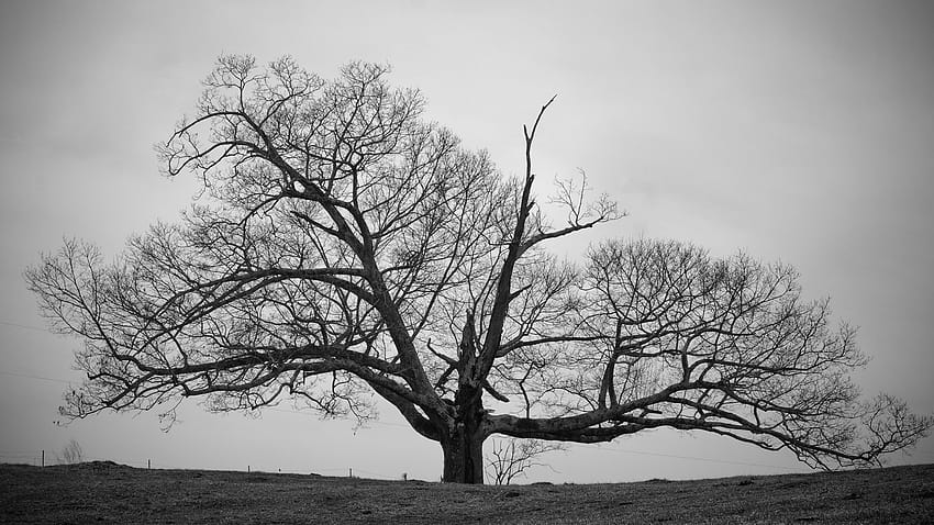 Old Tree Black and White ., white oak tree HD wallpaper