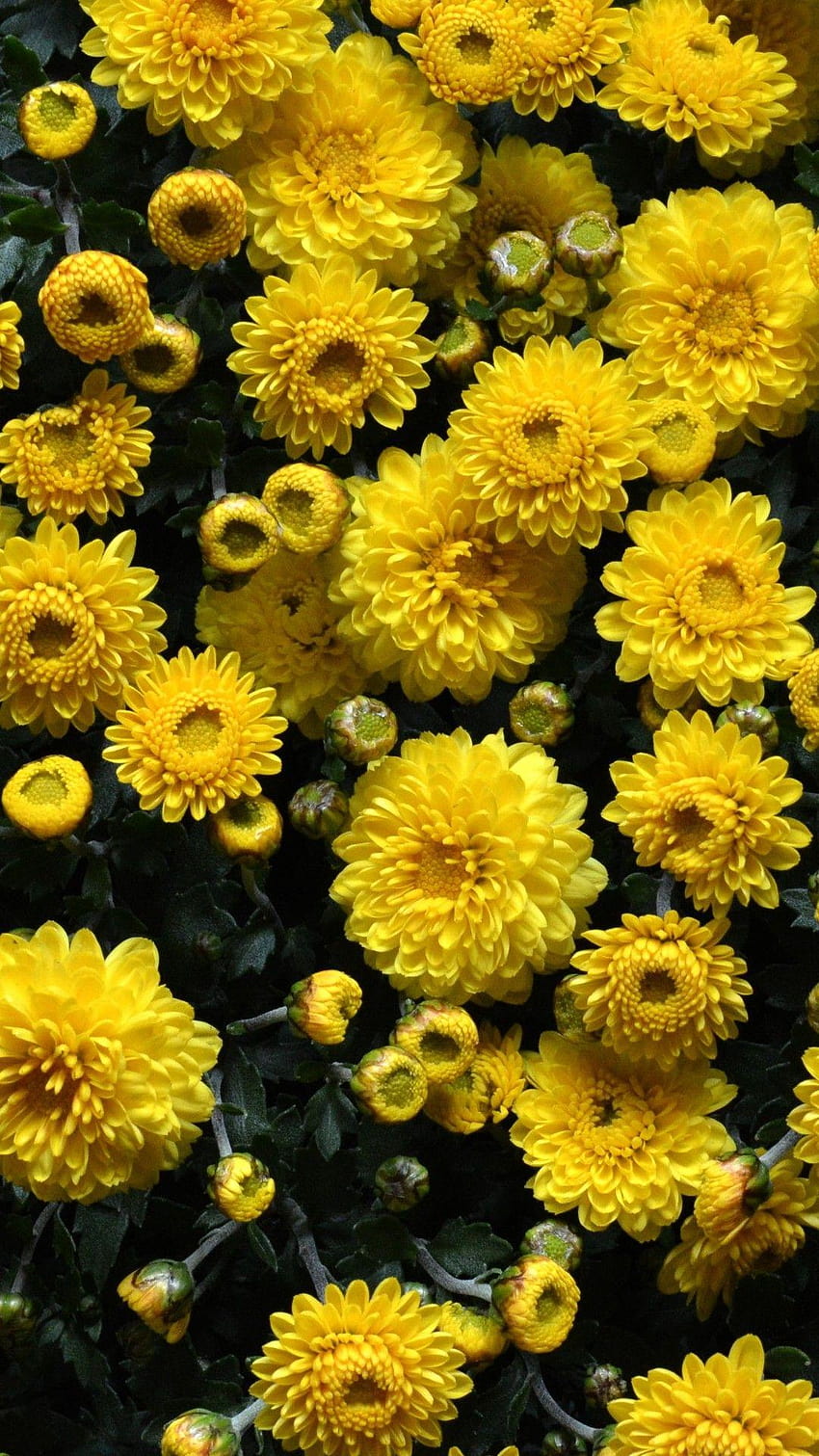 Yellow Floral iPhone, iphone flower HD phone wallpaper | Pxfuel