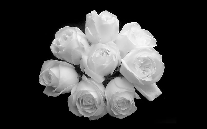 Hình nền hoa hồng đen trắng sẽ khiến bạn say đắm trong vẻ đẹp sang trọng và tinh tế của nó. Đây là một phong cách cổ điển mà luôn tạo ra một sự ấn tượng bất chấp thời gian. Hãy cùng trải nghiệm và thưởng thức vẻ đẹp này.