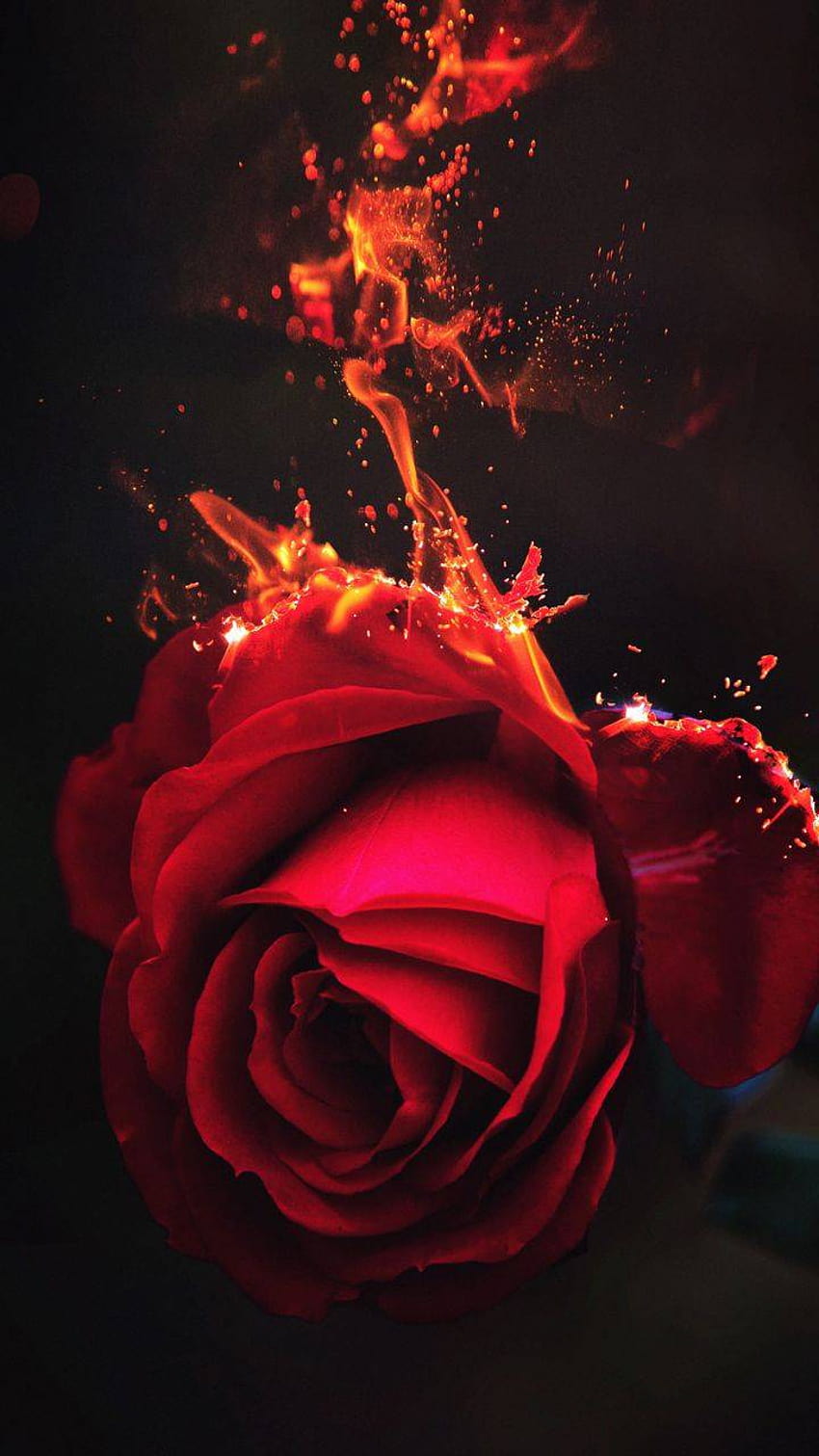 Fire rose, heat, sky HD phone wallpaper | Pxfuel