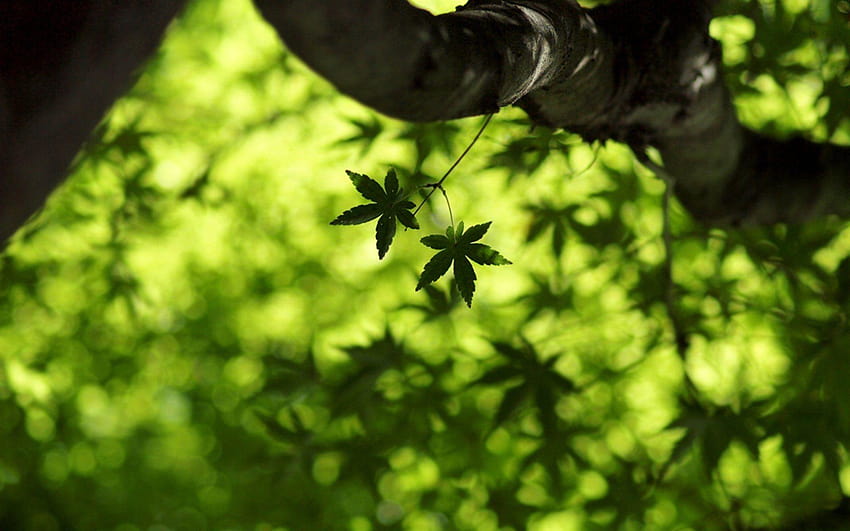 클로즈업 메이플 리프 메이플 리프 나뭇잎 녹색 잎 잎 신선도, 녹색 잎 HD 월페이퍼