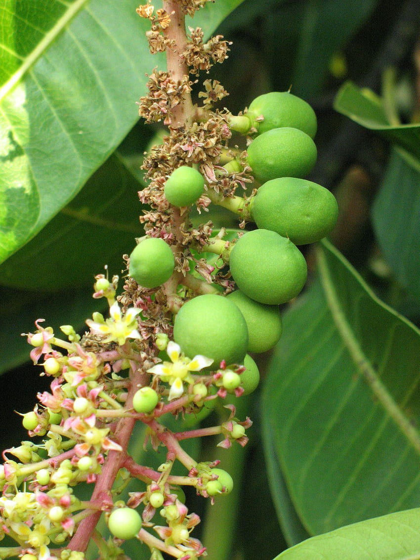 drzewo mango alfanso pełne Tapeta na telefon HD