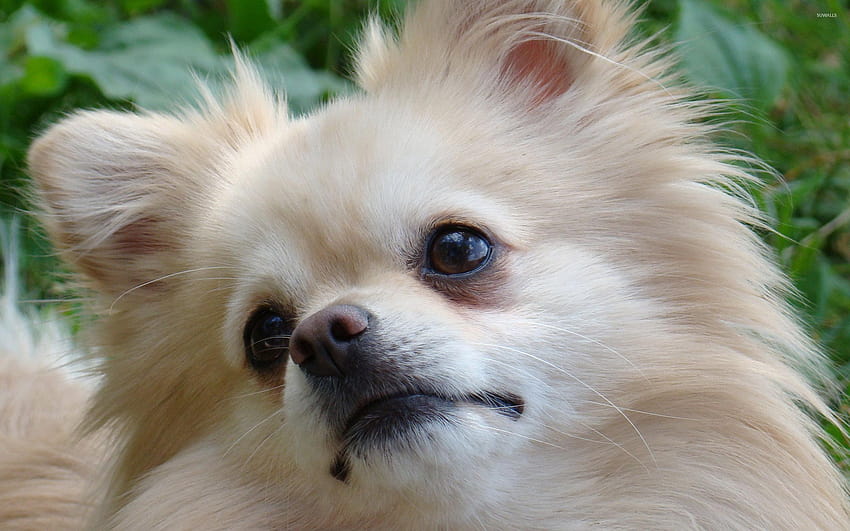 Dogs pomeranian HD wallpaper | Pxfuel