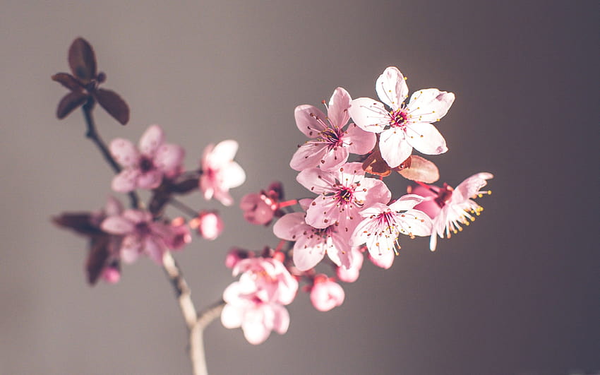 Pink Spring Flowers MacBook Air, panoramic spring HD wallpaper