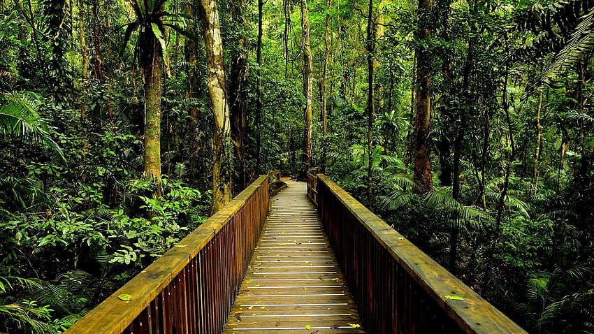 Rainforest Walkway : : High Definition : Fullscreen, rainforest path ultra HD wallpaper