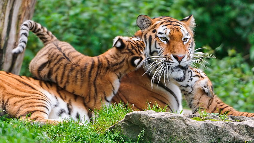 Tiger Family – Nature Animal : Browse and the latest high definition Animal ! Check out now our , and choose the … HD wallpaper