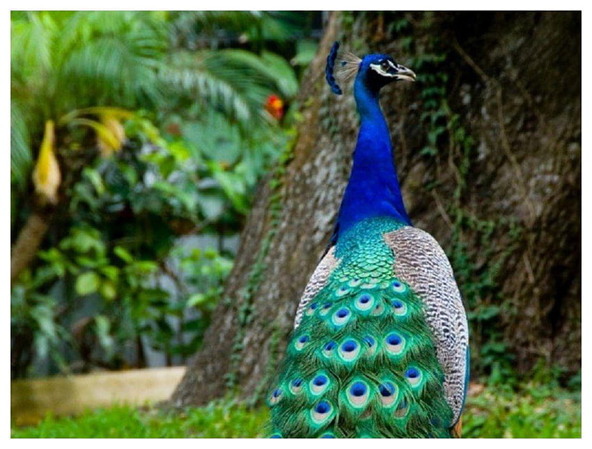 Do Peacocks Pay a Price for Beauty?