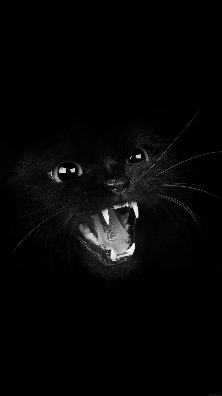 iPhone Angry Cat Teeth, Black HD phone wallpaper