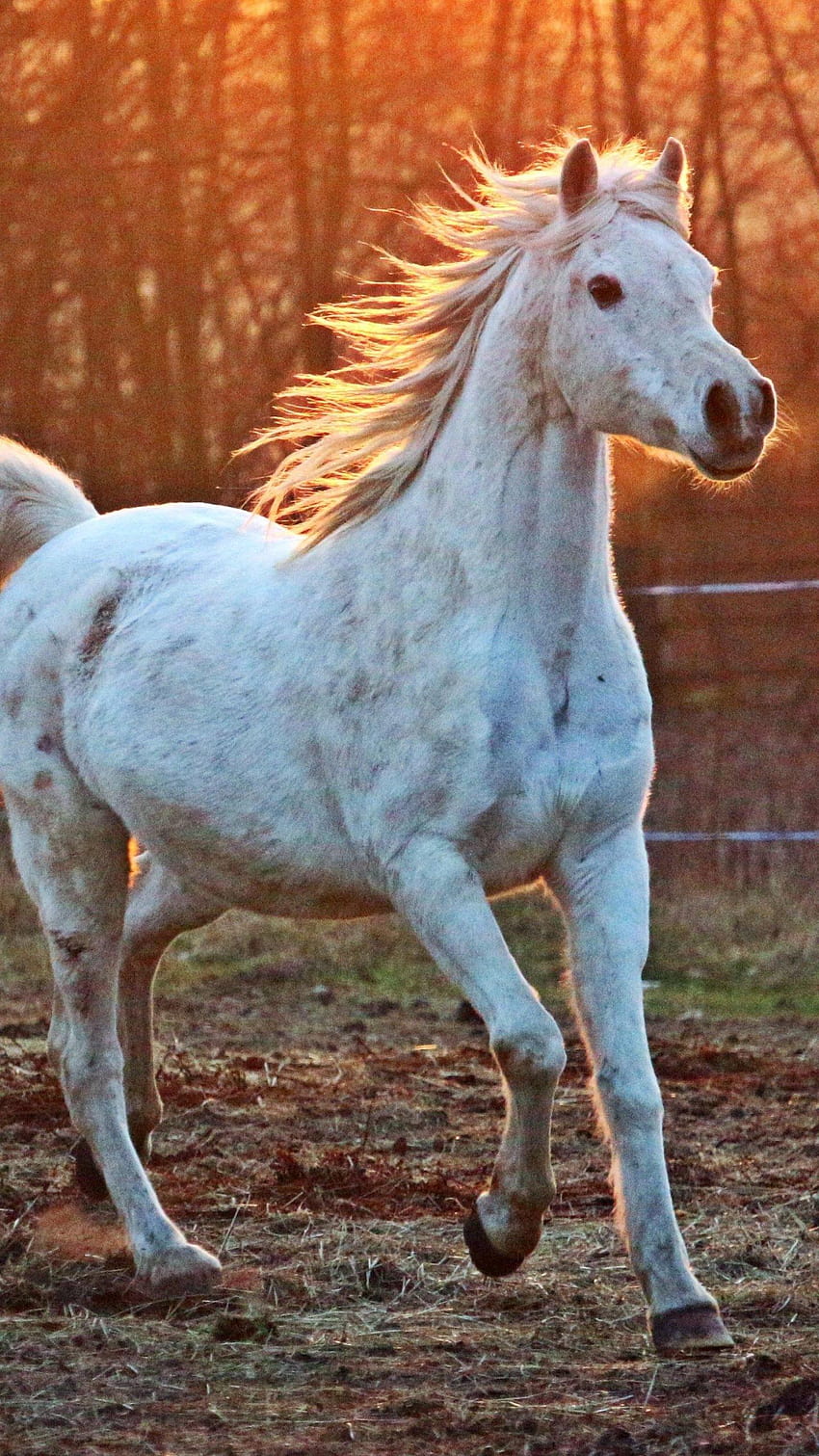 Cheval Arabe blanc, portrait de cheval Fond d'écran de téléphone HD