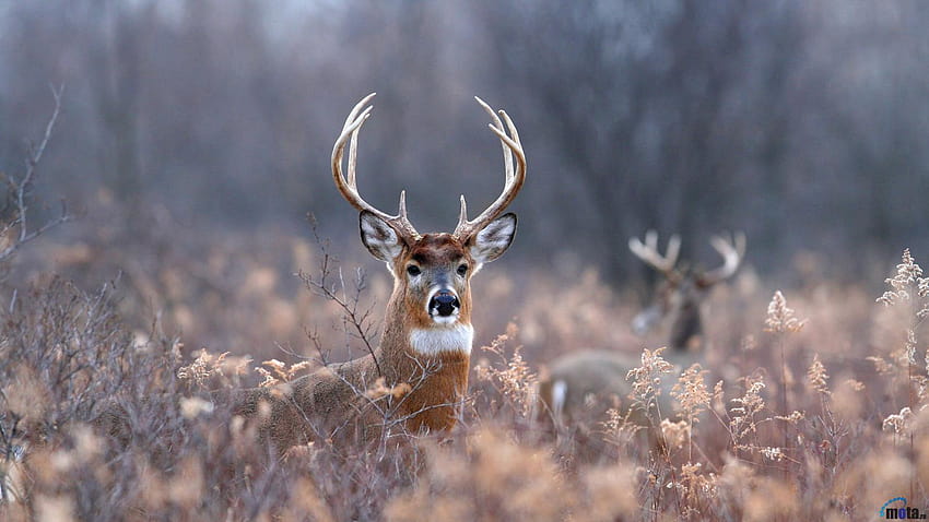 Deer Hunting in WA, blacktail deer HD wallpaper