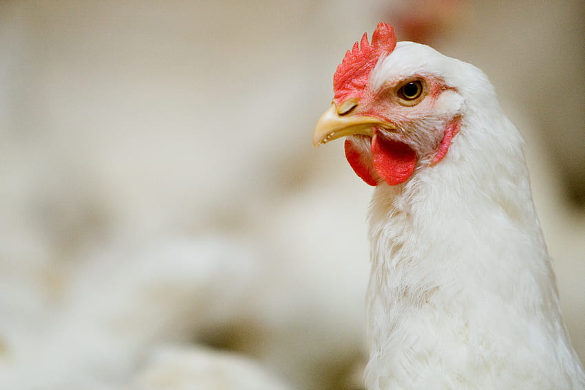 Aumento del numero di allevatori di pollame neri emergenti, polli da carne Sfondo HD