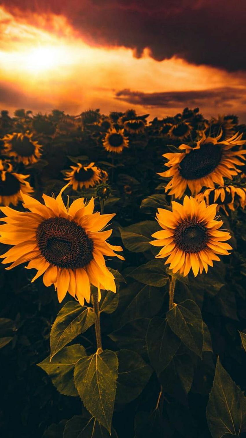 Sunflowers, common sunflower HD phone wallpaper