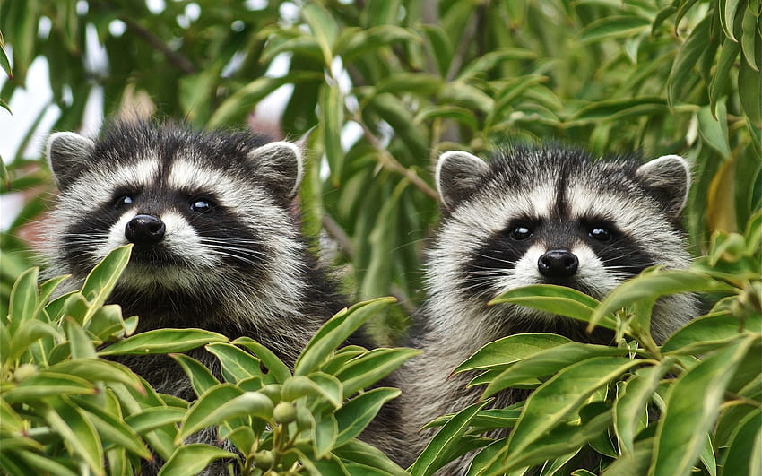 raccoons, forest, tree branch, forest, raccoon computer HD wallpaper