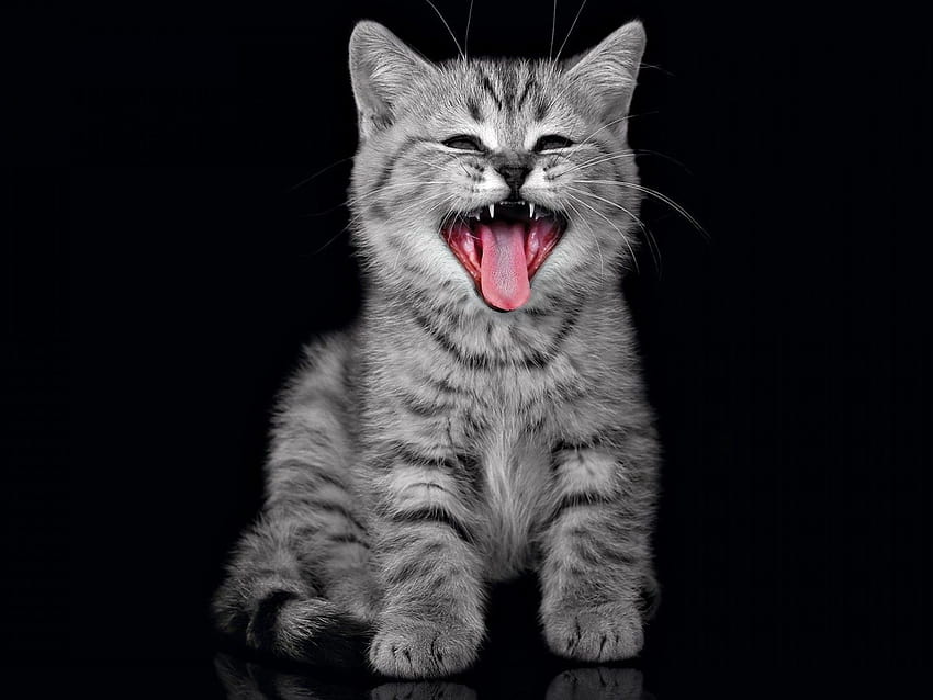 かわいい灰色の子猫 : 13、かわいい灰色の子猫 高画質の壁紙