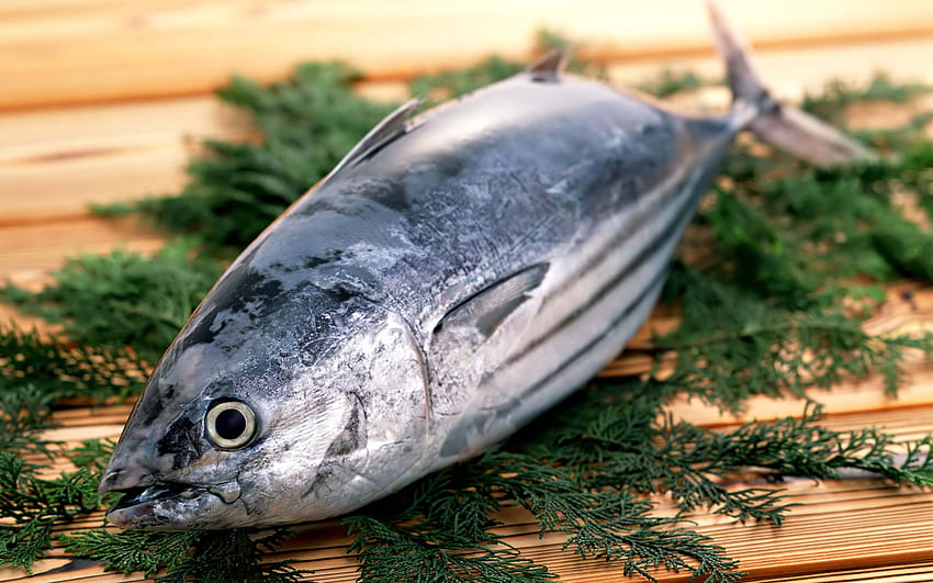 Ikan Segar Atlantik Bonito – Hewan Dan Burung, tuna Wallpaper HD
