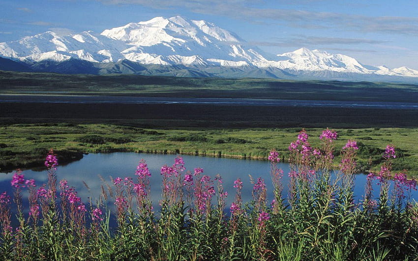 알래스카 여름 산과 파이어, 데날리 국립 공원 및 보호 구역 HD 월페이퍼