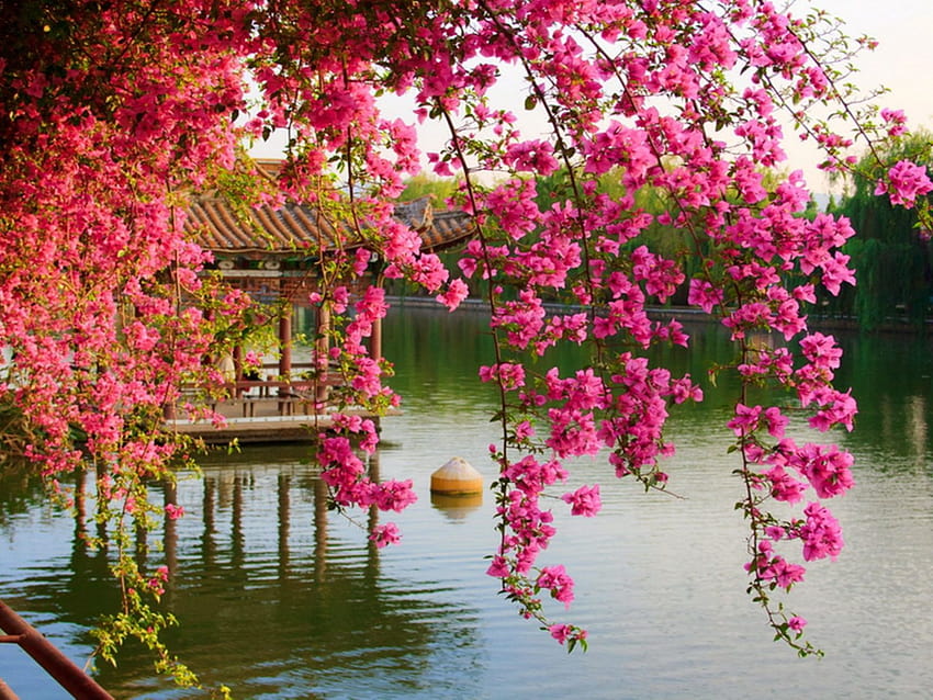 Flores rosadas de primavera en el parque chino Kunming China: 13, naturaleza china fondo de pantalla