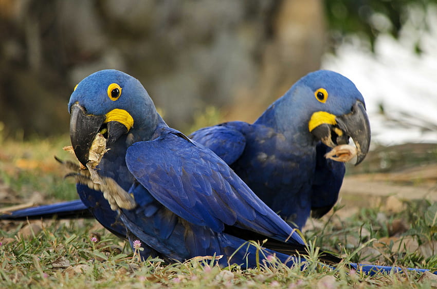 이 푸른 마코 앵무새는 주변의 숲을 키우는 데 도움이 된다고 새로운 연구에서 밝혀낸 히아신스 마카우 HD 월페이퍼