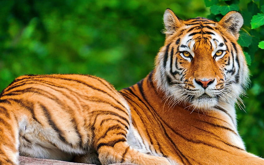 More Beautiful Tiger, beautiful tigers HD wallpaper | Pxfuel