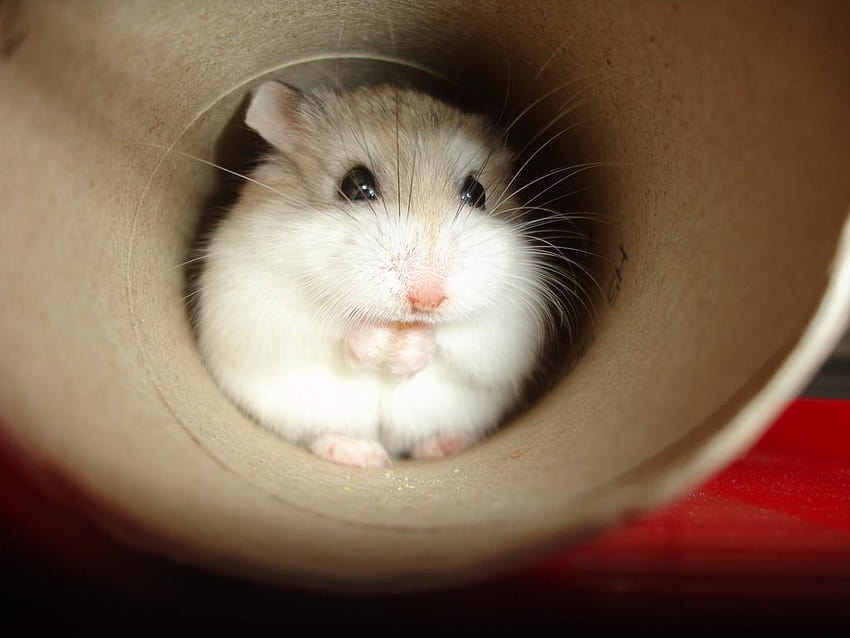Robo Hamster: Complete guide for Amazing Care [Facts +, roborovski dwarf hamster HD wallpaper