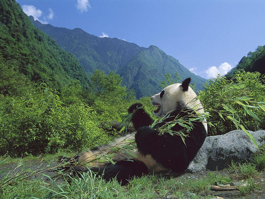 Panda géant mangeant du bambou, réserve naturelle de Wolong, Sichuan Fond d'écran HD