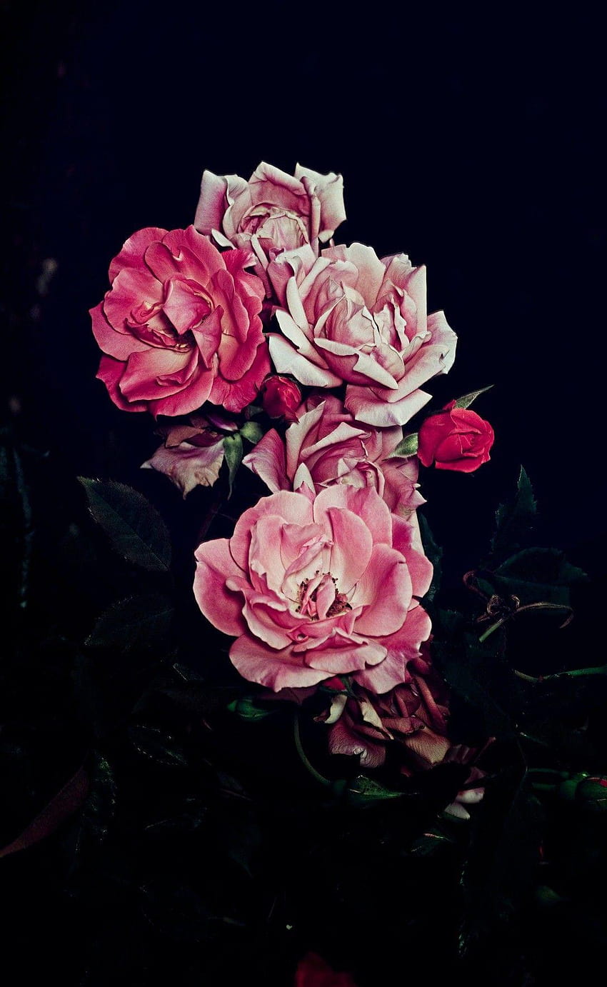 Roses, savage tumblr HD phone wallpaper | Pxfuel