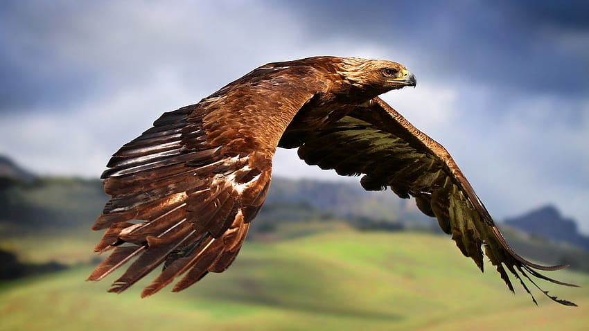 hawks, Animals, Birds, Flying, Eagle / and, animal fly HD wallpaper