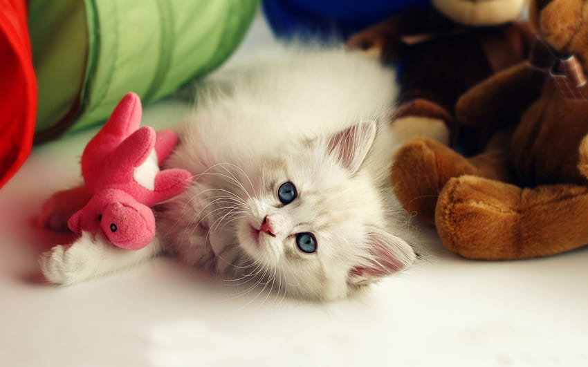 Kitten And Toys, cat toy HD wallpaper