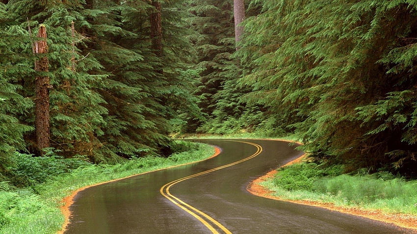 Best Beautiful Nature Road &, strada della foresta pluviale Sfondo HD