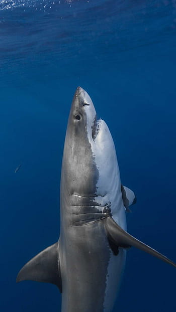 Premium Photo | Beautiful ocean megatooth shark fish ai generated