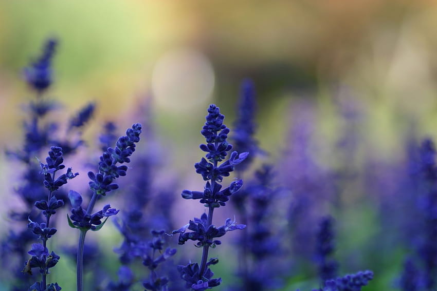 Backgrounds summer Flowers plants lavender meadow blue, summer lavender HD wallpaper