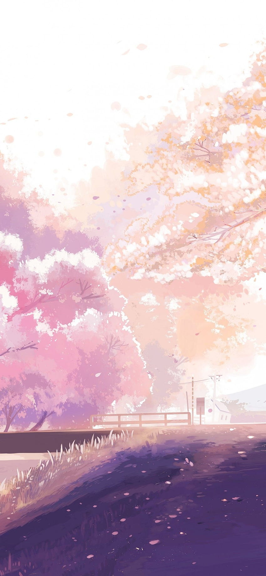 1080x2340 Anime Couple, Scenic, Romance, Sakura Blossom HD phone wallpaper