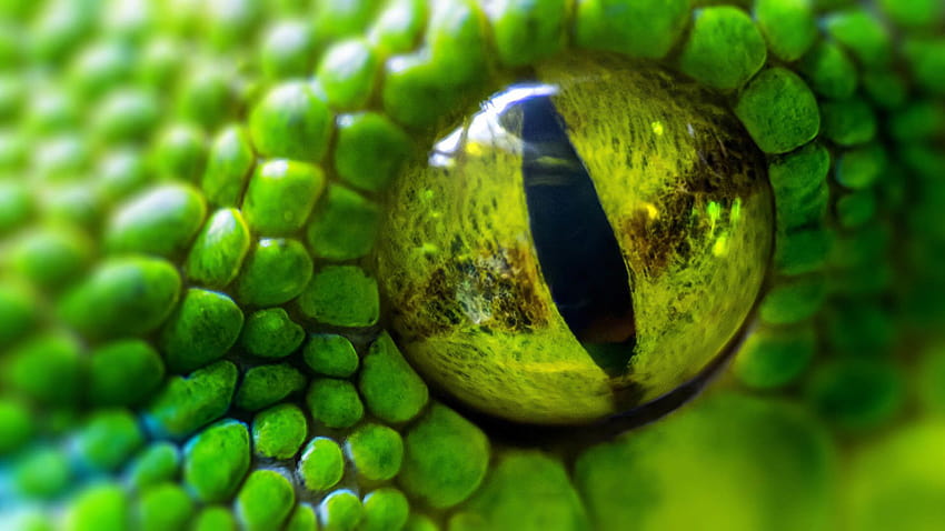 Oeil de serpent vert Fond d'écran HD