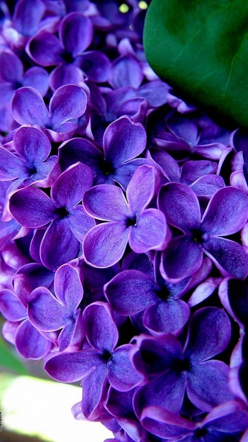 Purple Flowers Mobile ...no pinterest, comum azul violeta Papel de parede de celular HD