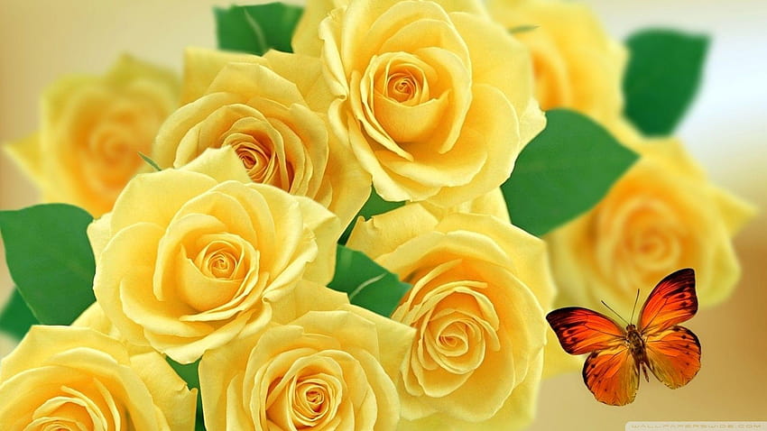Innovative Of Roses And Butterflies Yellow, roses flower HD wallpaper
