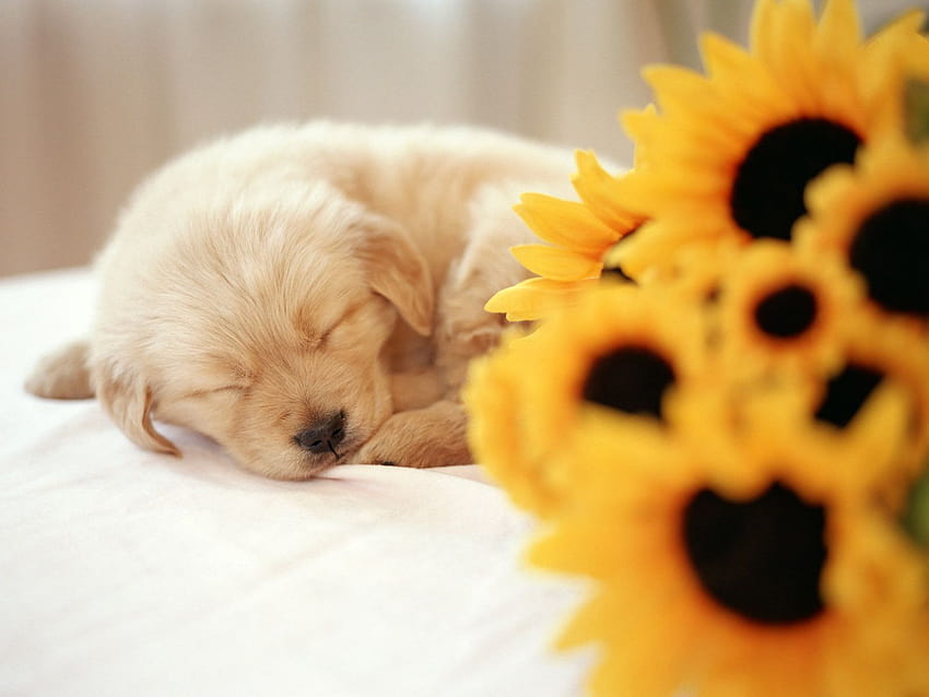 Puppies : So cute, dogs with flowers HD wallpaper | Pxfuel